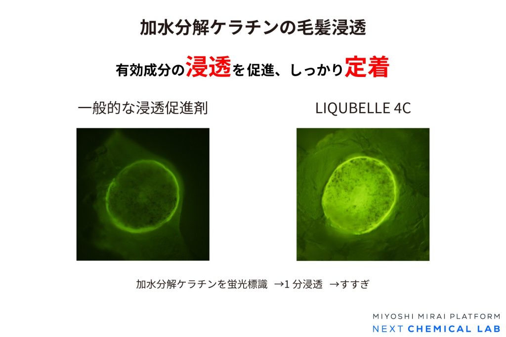 加水分解ケラチンの毛髪浸透の比較画像