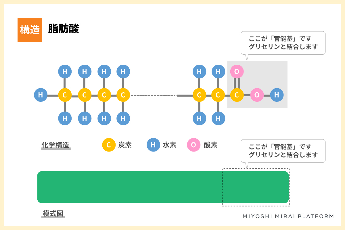 油脂のしくみ~そもそも油脂ってどんなもの?~よくわかる油脂のはなし【第 1 章】 - ネクストフードラボ - ミヨシ油脂株式会社